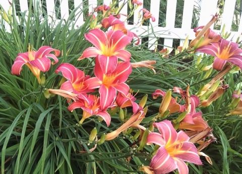 Heirloom Daylilies And Fancy Ones Too! | Watershed Post