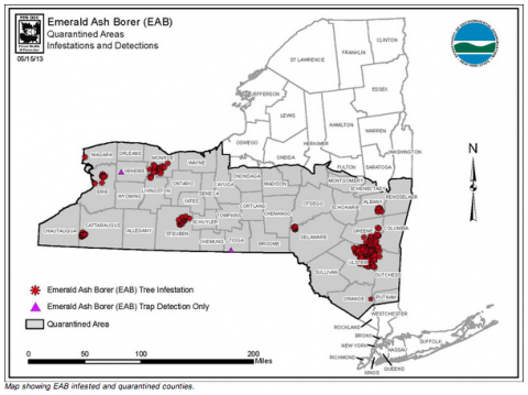 emerald ash borer | Watershed Post