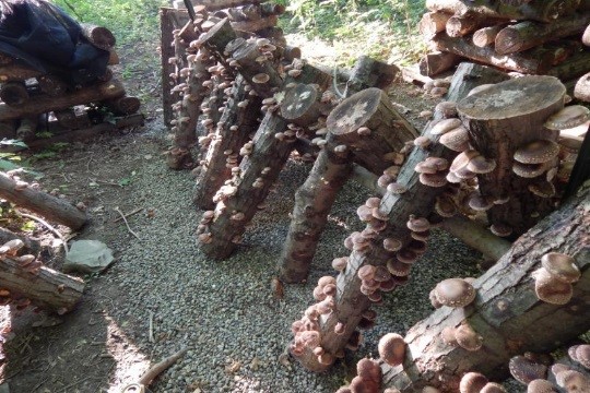Log-grown Shiitake Mushrooms