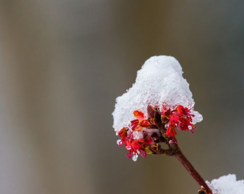 Snow on maple buds in Monticello on April 3